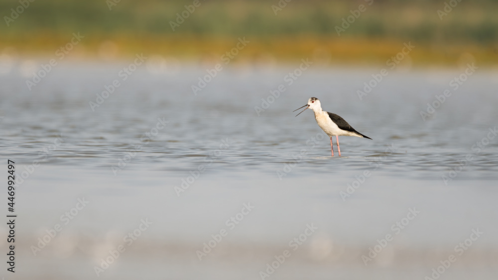 bird, möve, wasser, meer, natur, tier, gull, wild lebende tiere, beach, ozean, bird, bird, möve, wasser, meer, natur, tier, gull, wild lebende tiere, beach, ozean, bird,