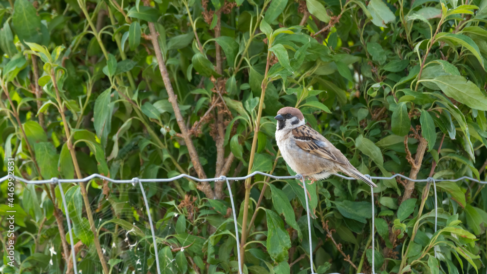 bird, spatz, natur, wild lebende tiere, tier, wild, braun, schnabel bird, spatz, natur, wild lebende tiere, tier, wild, braun, schnabel