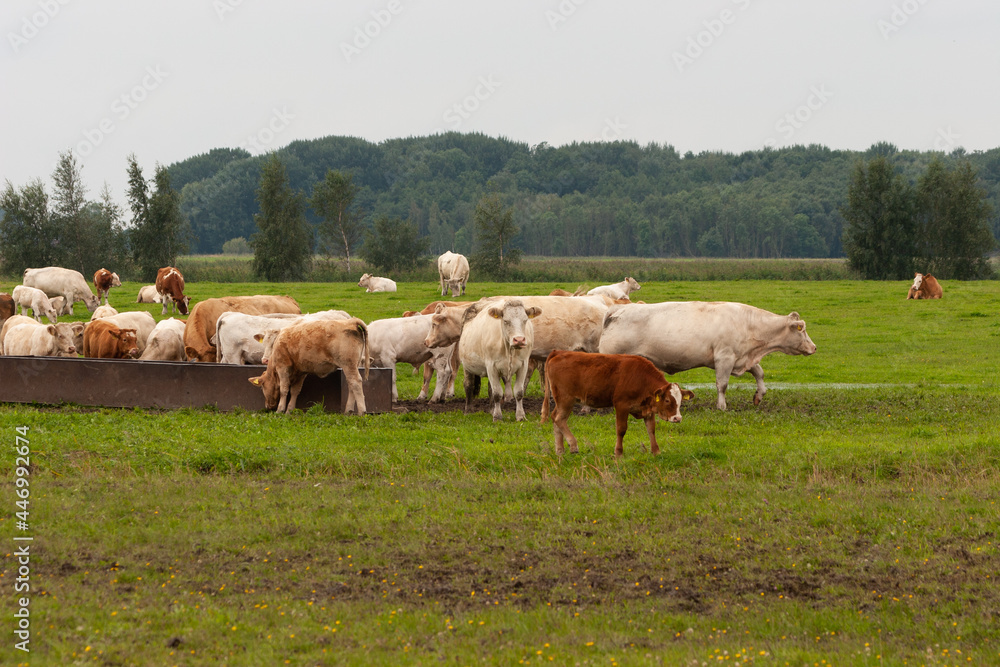 Eine Kuhherde steht auf einer Weide und trinkt aus einer Tränke auf Rügen mit einem Wald im Hintergrund bei diesigem Wetter.
