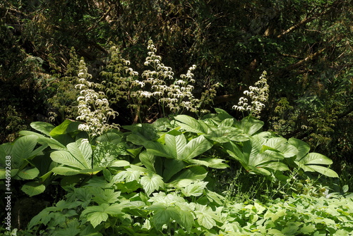 big plant Rodgersja pinnata with white flowers in a garden photo