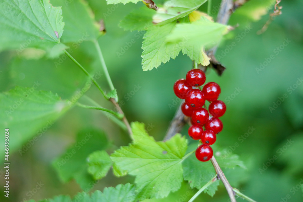 red currant berries red currant berries