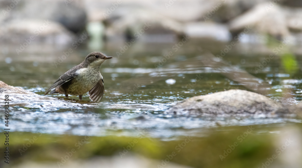 bird, natur, wild lebende tiere, tier, wasser, meer, möve, wild, schnabel bird, natur, wild lebende tiere, tier, wasser, meer, möve, wild, schnabel