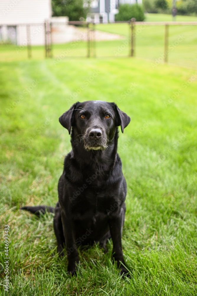 black labrador retriever