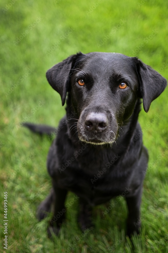 black labrador retriever