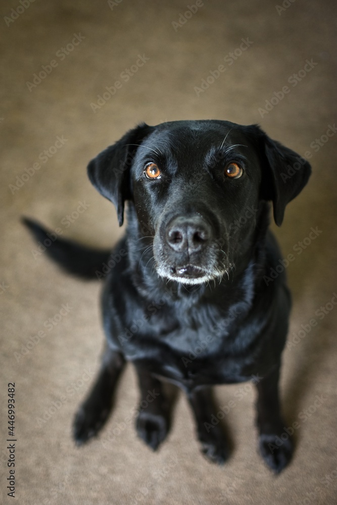 black labrador retriever