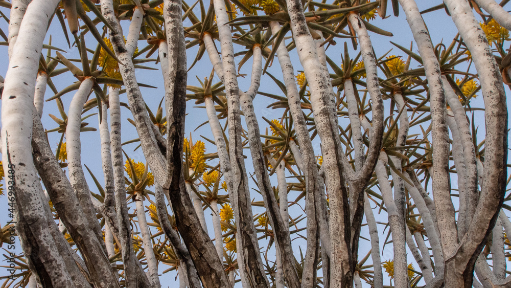 Close up of branches and yellow flowers of a quiver tree in full bloom Close up of branches and yellow flowers of a quiver tree in full bloom