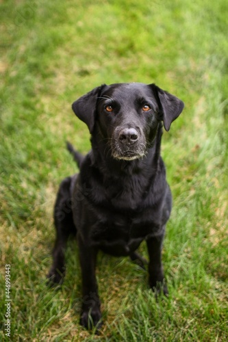 black labrador retriever