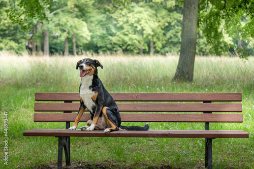 Dog sitting on a wooden bench in the Park