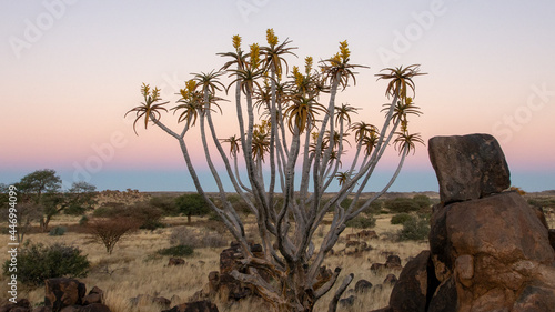 A quiver tree in full bloom with yellow flowers, in the bushveld photo