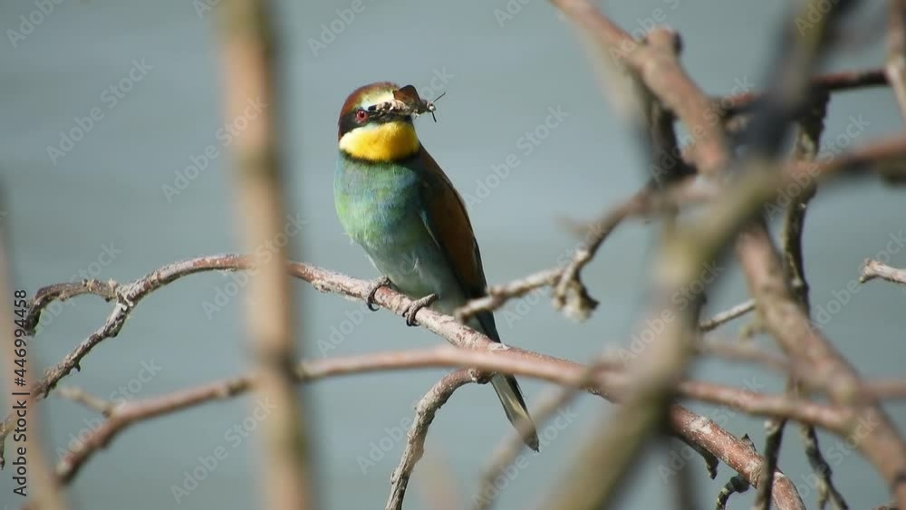 the golden bee-eater holds in its beak the hawk moth that it has just caught. Sits on a branch above the water of a fast river and examines the situation the golden bee-eater holds in its beak the hawk moth that it has just caught. Sits on a branch above the water of a fast river and examines the situation