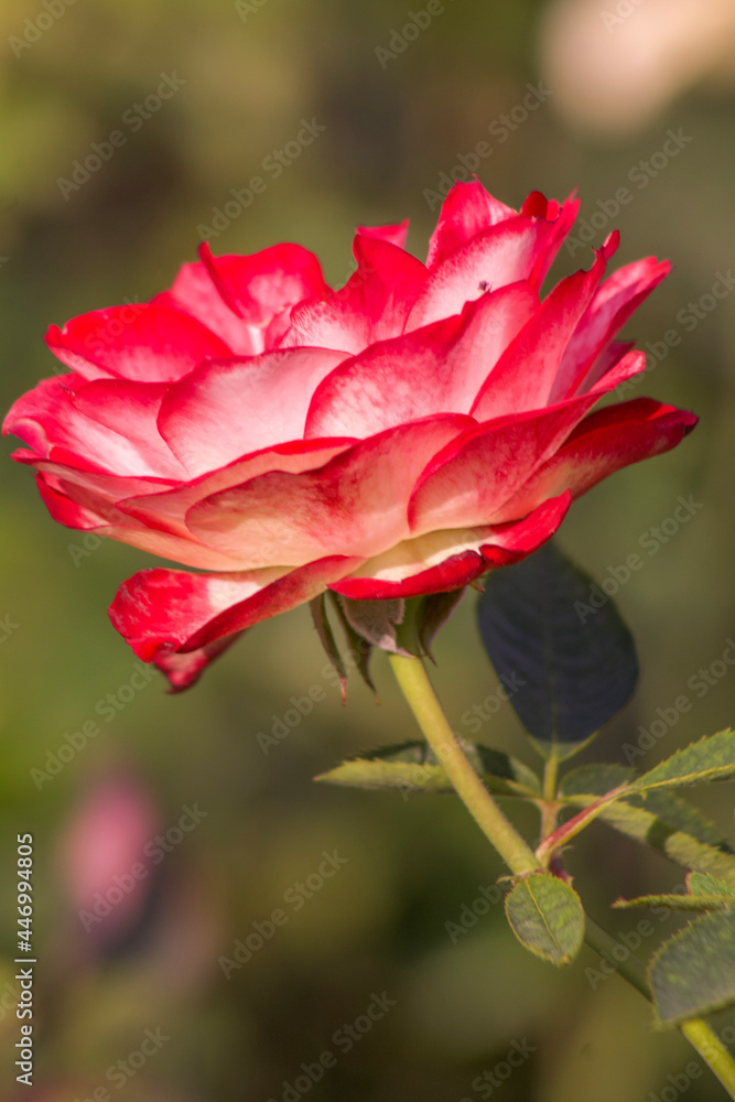 Red and white China rose bloom in early summer. China rose, a native plant of southwest China. It is one of the official flowers of the country Red and white China rose bloom in early summer. China rose, a native plant of southwest China. It is one of the official flowers of the country