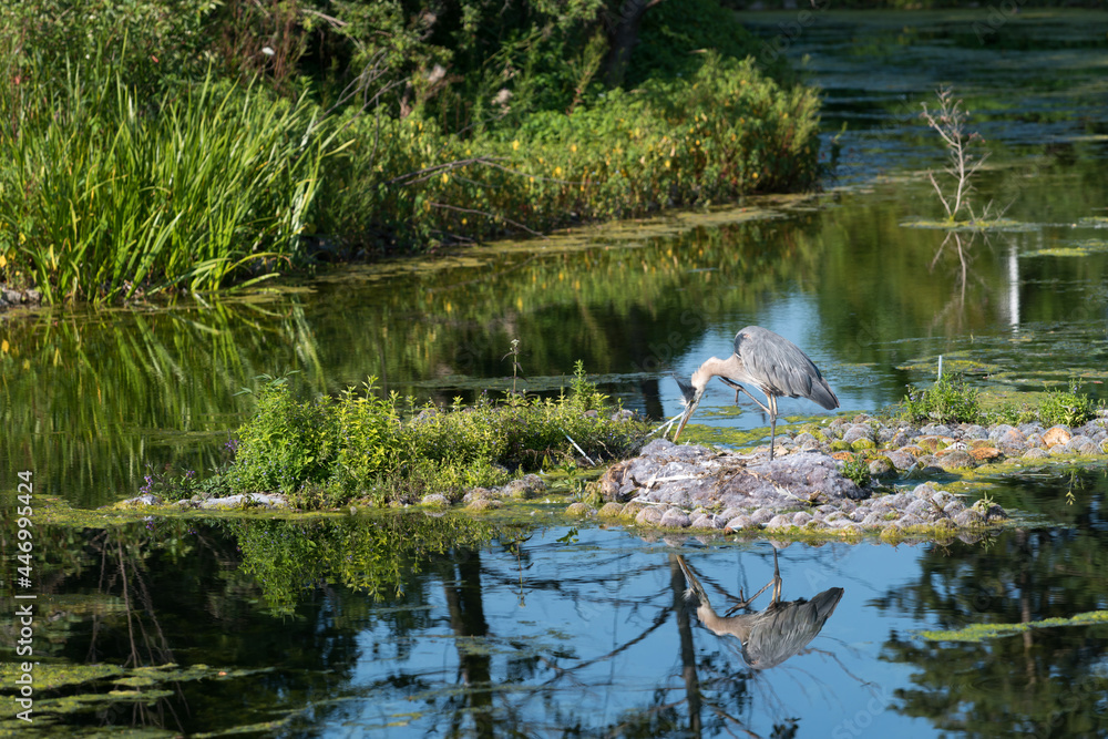 heron in the water heron in the water