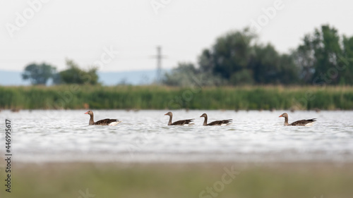 wasser, bird, see, natur, ente, wild lebende tiere, tier, gans, bird, gans, 
