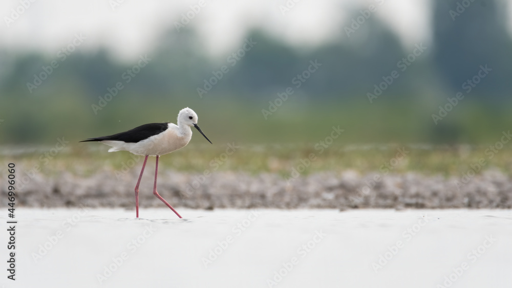 bird, adebar, tier, natur, wild lebende tiere, schnabel, feather, gras, wild, wasser, bird, adebar, tier, natur, wild lebende tiere, schnabel, feather, gras, wild, wasser,