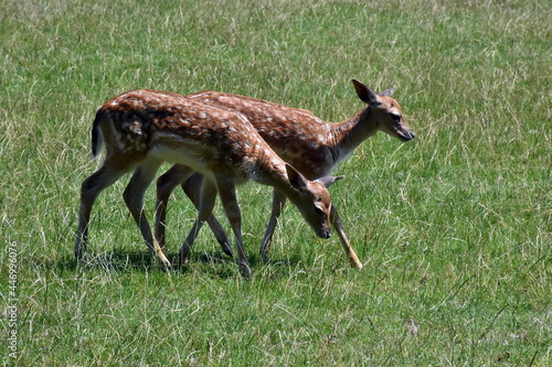 Rehkitze auf einer grünen Wiese photo