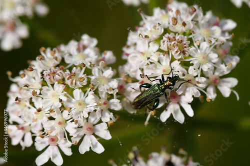 Thick-legged Flower Beetle on cow parsley