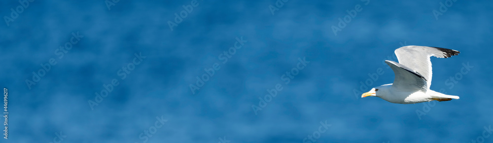 Stunning view of a seagull with spread wings flying over a blurred blue sea during a sunny day. Sardinia, Italy Stunning view of a seagull with spread wings flying over a blurred blue sea during a sunny day. Sardinia, Italy