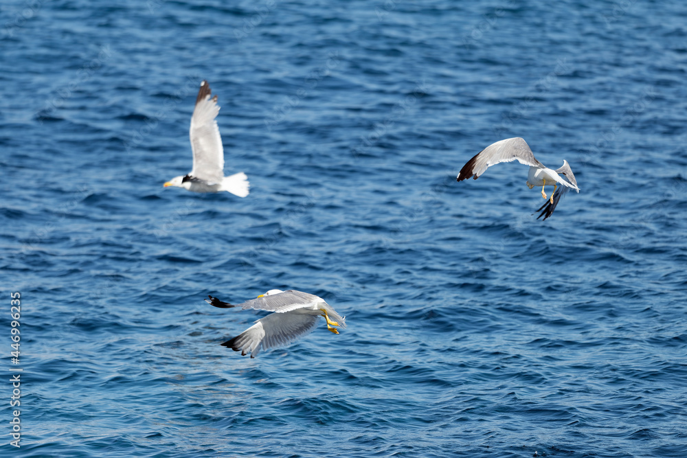 Stunning view of some seagulls flying over a blue sea during a sunny day. Sardinia, Italy Stunning view of some seagulls flying over a blue sea during a sunny day. Sardinia, Italy