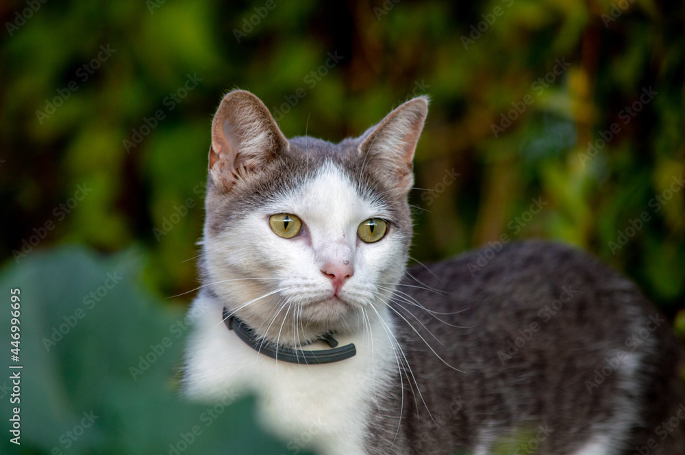 Grey and white house cat