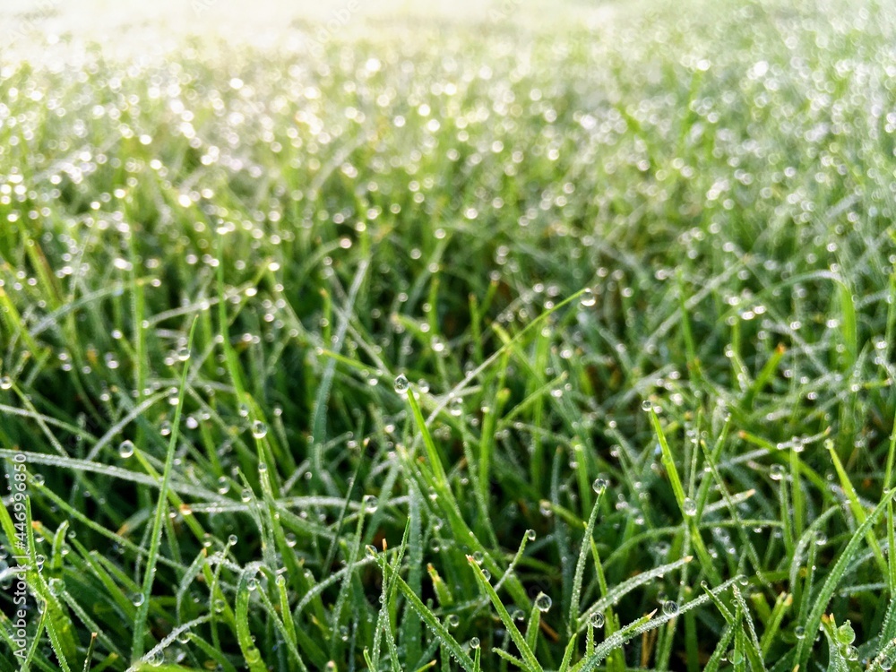 Grass after Rain