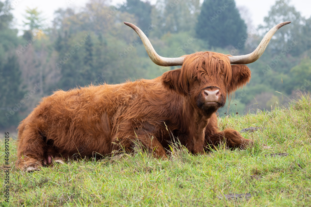 Primeval looking highland cattle