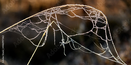 Ice webs