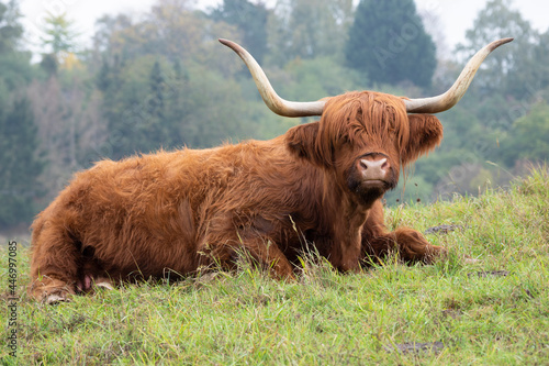 Primeval looking highland cattle