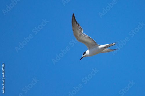 Seabird in flight