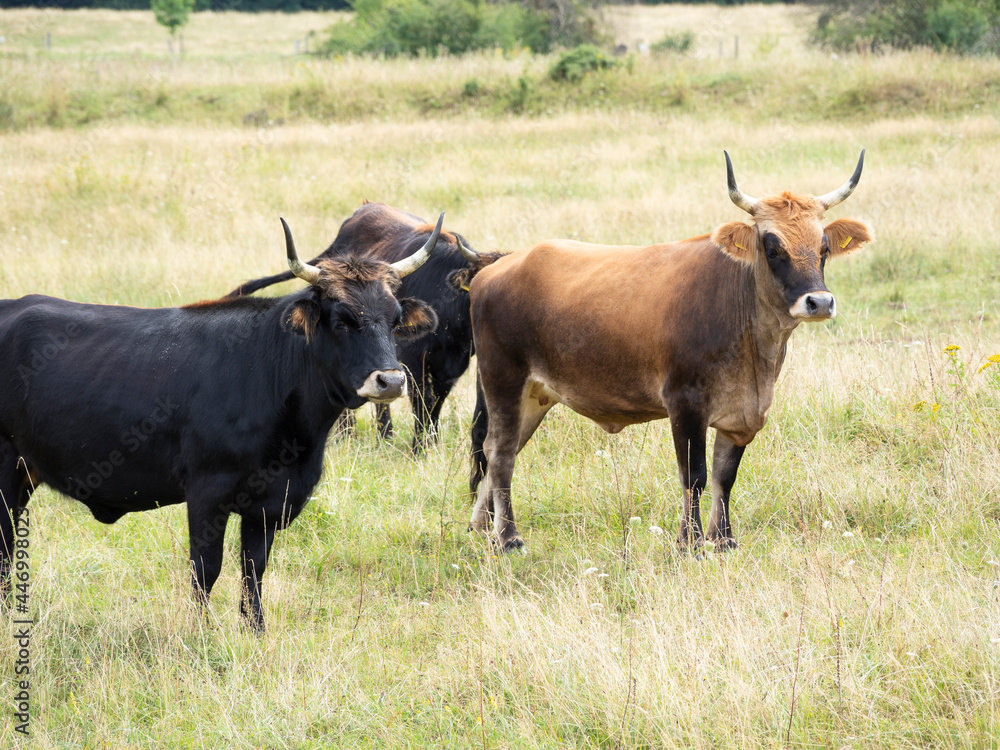 'Semi-open pasture landscape' concept with Taurus cattle 'Semi-open pasture landscape' concept with Taurus cattle