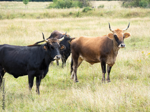 Fototapeta Naklejka Na Ścianę i Meble -  'Semi-open pasture landscape' concept with Taurus cattle