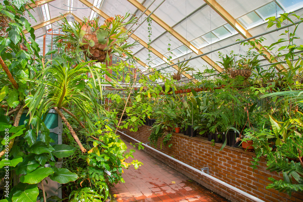different kinds of tropical plants are in the greenhouses of the Hortus Botanicus.