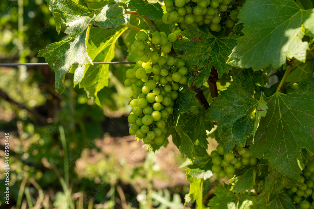 View on green vineyards in Champagne region near Epernay, France, white chardonnay wine grapes growing on chalk soils View on green vineyards in Champagne region near Epernay, France, white chardonnay wine grapes growing on chalk soils