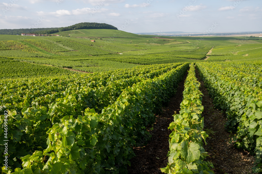 View on green vineyards in Champagne region near Epernay, France, white chardonnay wine grapes growing on chalk soils