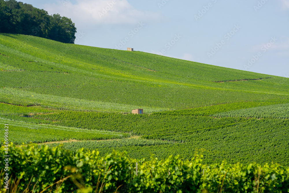 View on green vineyards in Champagne region near Cramant village,  France, white chardonnay wine grapes growing on chalk soils