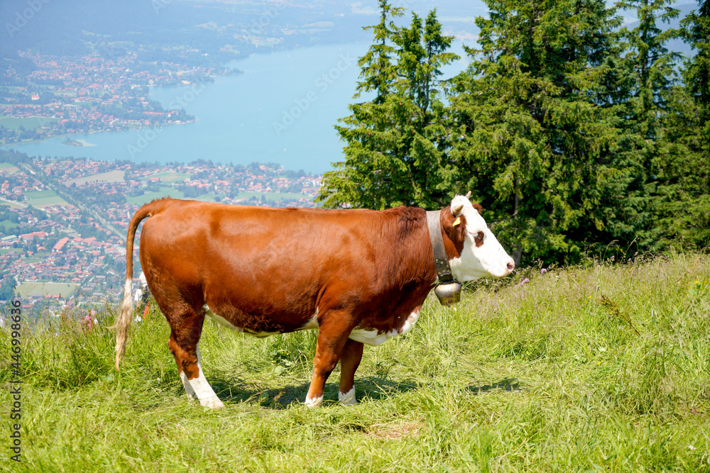 Happy cow on a high alpine pasture in the Tegernsee region in summer with lush grass and a great view