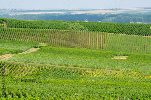 View on green vineyards in Champagne region near Cramant village   France  white chardonnay wine grapes growing on chalk soils