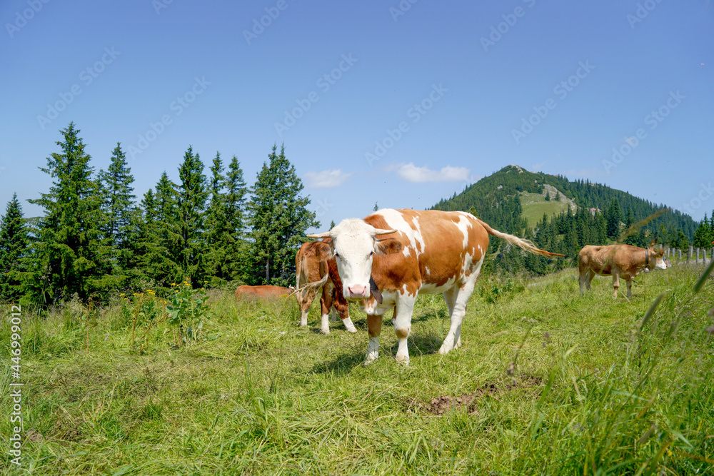 Happy cow on a high alpine pasture in the Tegernsee region in summer with lush grass and a great view Happy cow on a high alpine pasture in the Tegernsee region in summer with lush grass and a great view