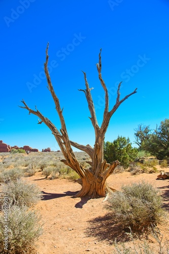 Arches National Park  Utah  USA. the landscape of contrasting colors and textures. natural stone arches and hundreds of soaring pinnacles