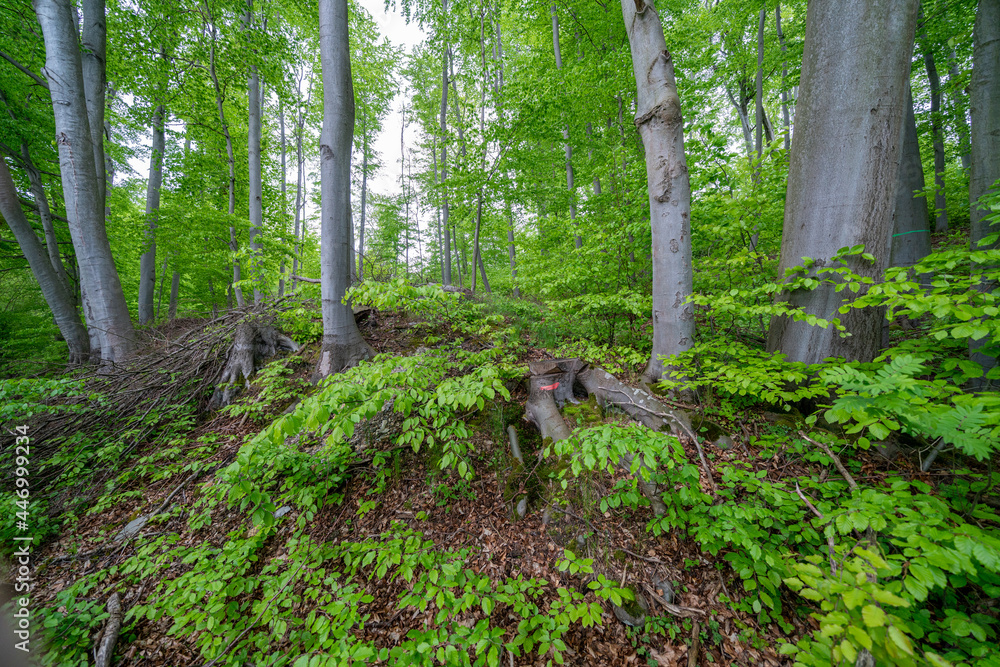 The Buchholzwald in Thuringia is a wonderful example of the natural beauty that this region of Germany has to offer. The Buchholzwald in Thuringia is a wonderful example of the natural beauty that this region of Germany has to offer.