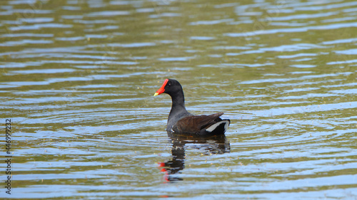 Schilderij op canvas One Common Gallinule swimming in still water