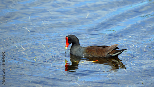 Canvas-taulu One Common Gallinule swimming in still water