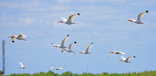 Φωτογραφία Flock of 10 white ibis flying over bushes