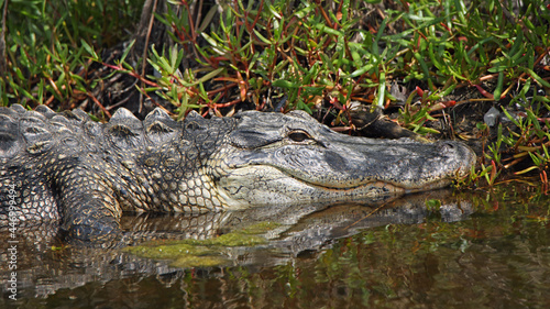 American alligator basking in a mangrove swamp