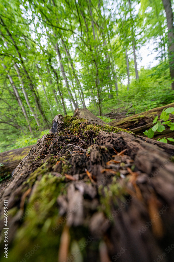 The Buchholzwald in Thuringia is a wonderful example of the natural beauty that this region of Germany has to offer. The Buchholzwald in Thuringia is a wonderful example of the natural beauty that this region of Germany has to offer.