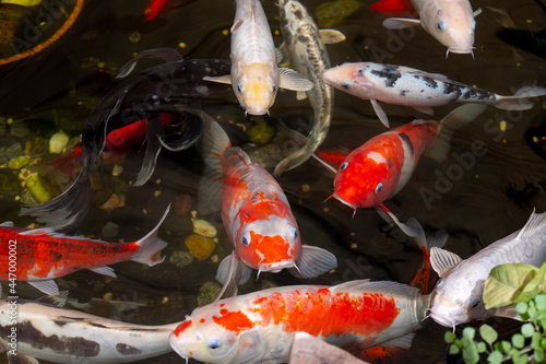 Multicolored fish koi swim in pond