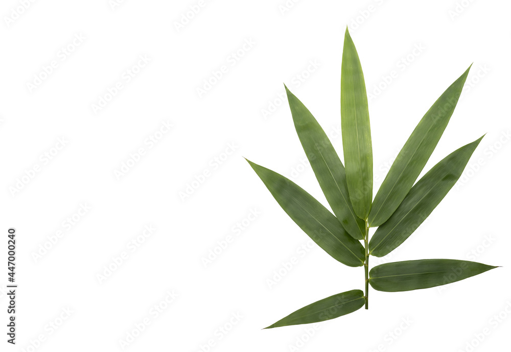 Top view of Eucalyptus plant leaves isolated on a white background