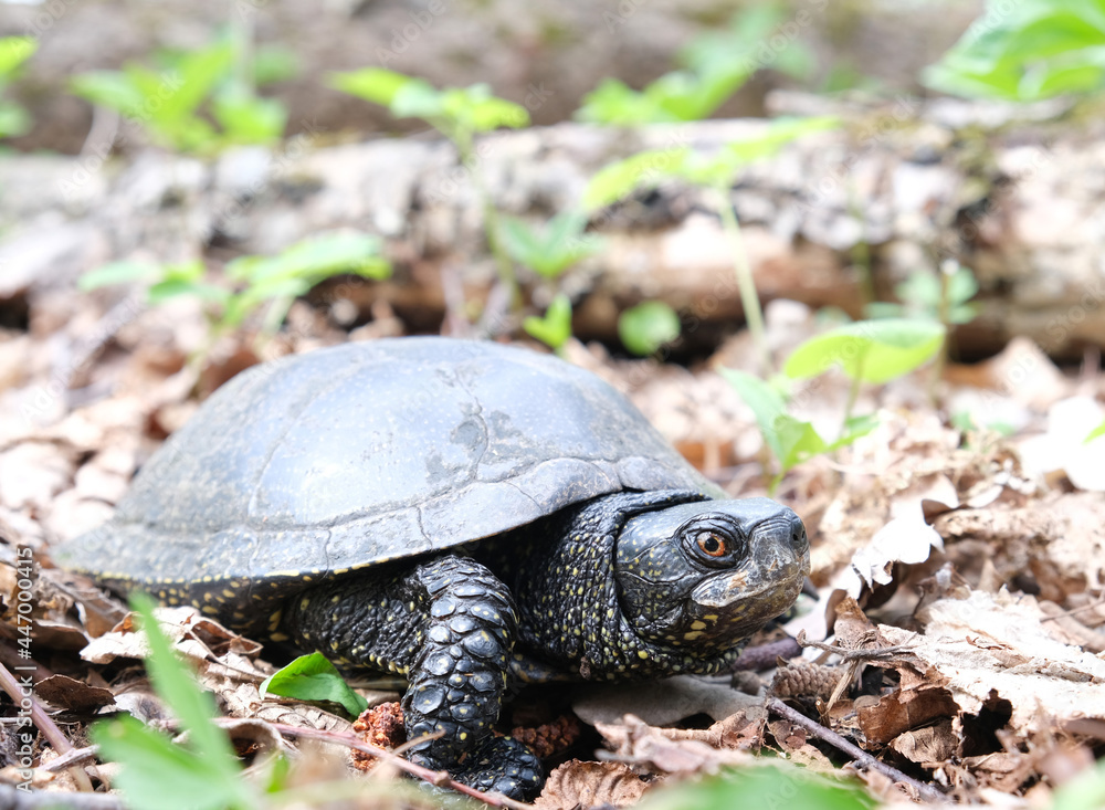 Obraz premium A marsh European turtle crawls on dry leaves in the spring forest, among the young, green grass. High quality photo
