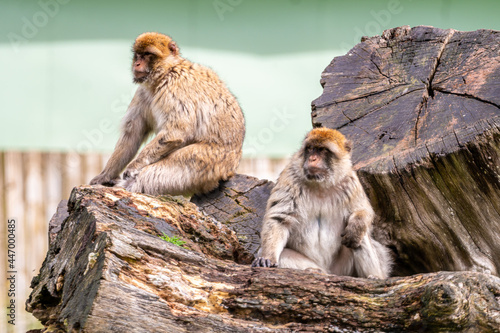 Closeup of Barbary macaques outdoors during daylight photo