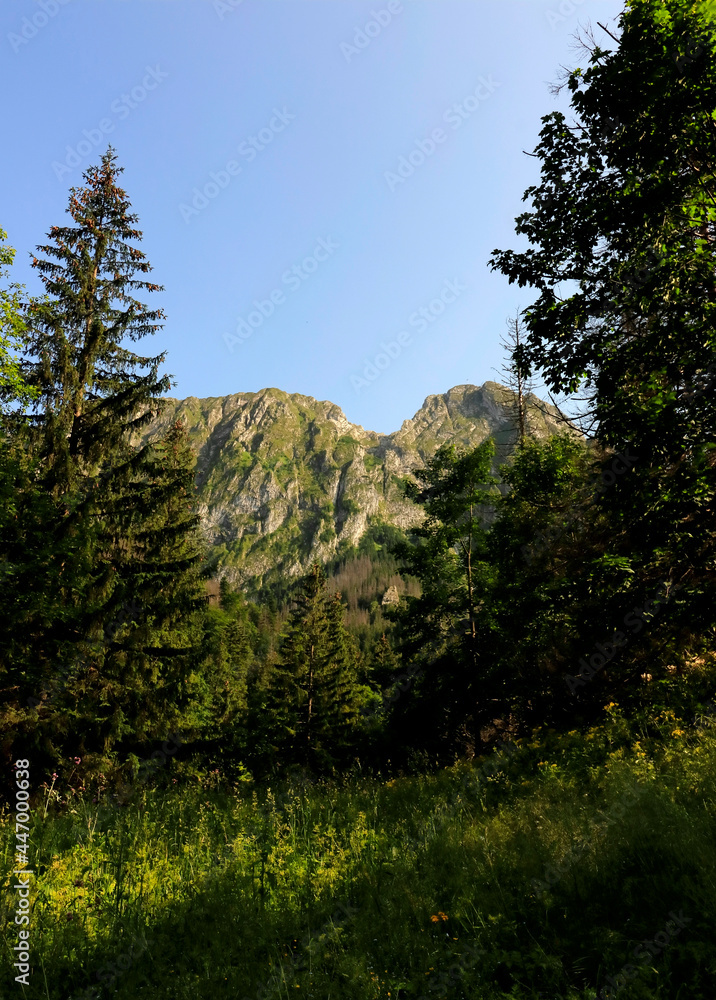 Summer Landscape with Mountains and Grassfield. Mountain on the Background of Blue Sunny Sky. Taras Mountains, Poland. Forest and Giewont Montain. Sleeping Knite Mount.