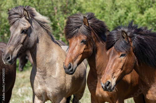 Fototapeta Naklejka Na Ścianę i Meble -  Three  horses on a meadow